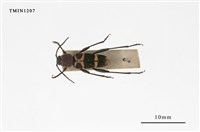 藏品(紅領虎天牛)的圖片